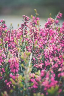 emanuel-haas-445220-unsplash